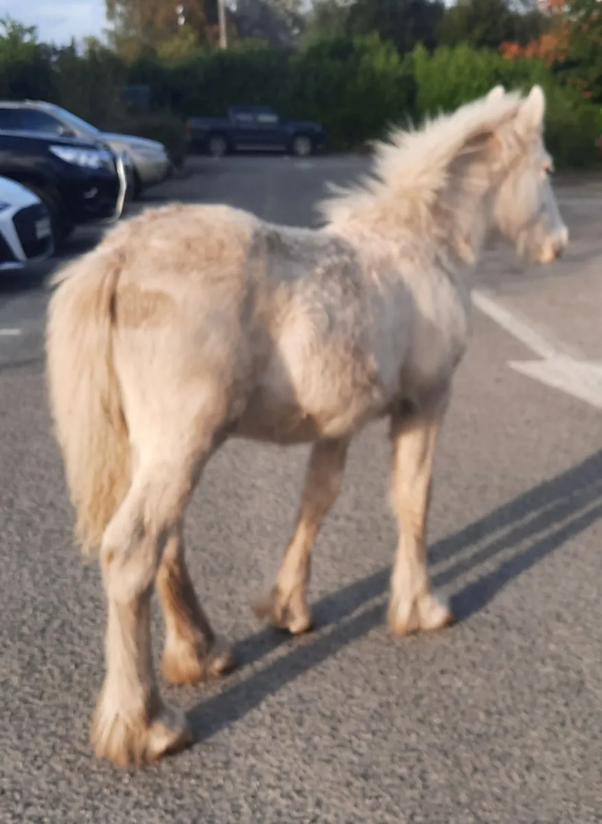 Heavy Colt Foal - Image 4