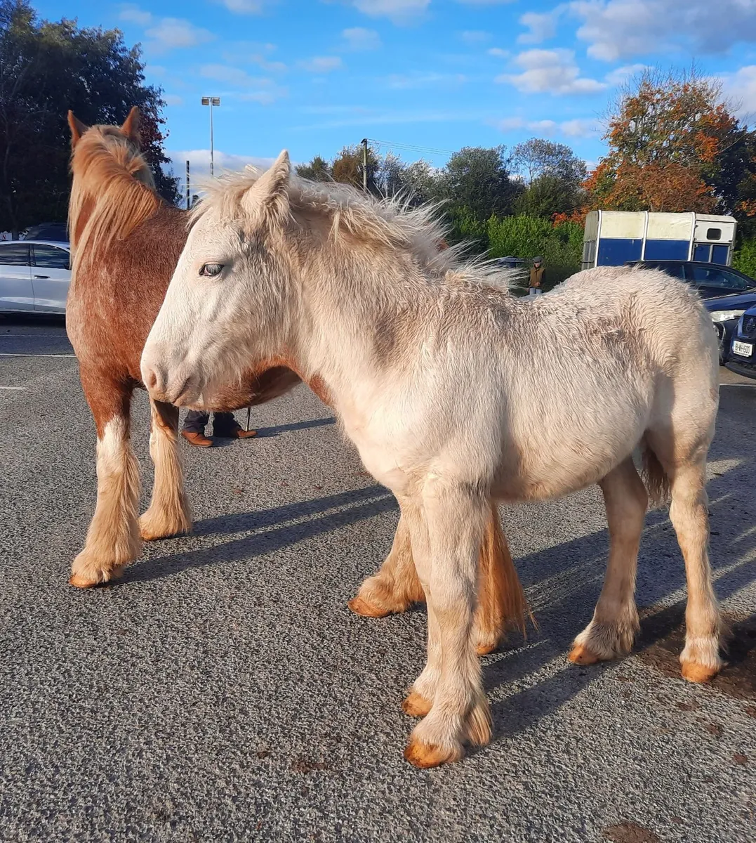 Heavy Colt Foal - Image 2