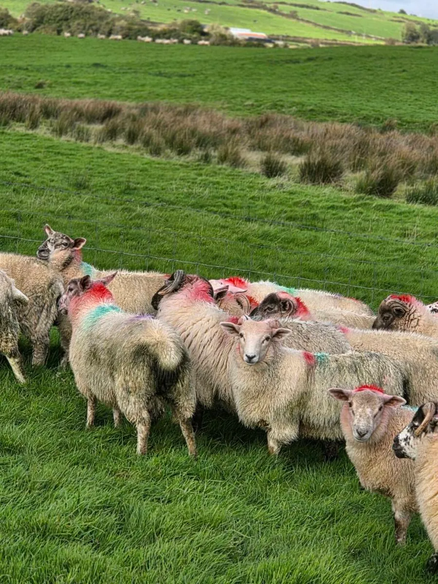 Cross bred lambs - Image 2