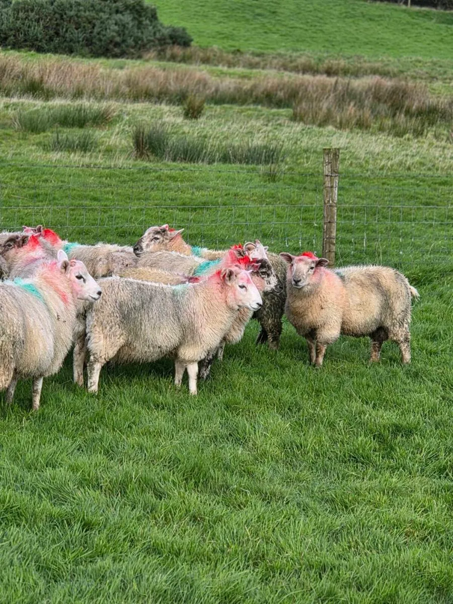 Cross bred lambs - Image 3