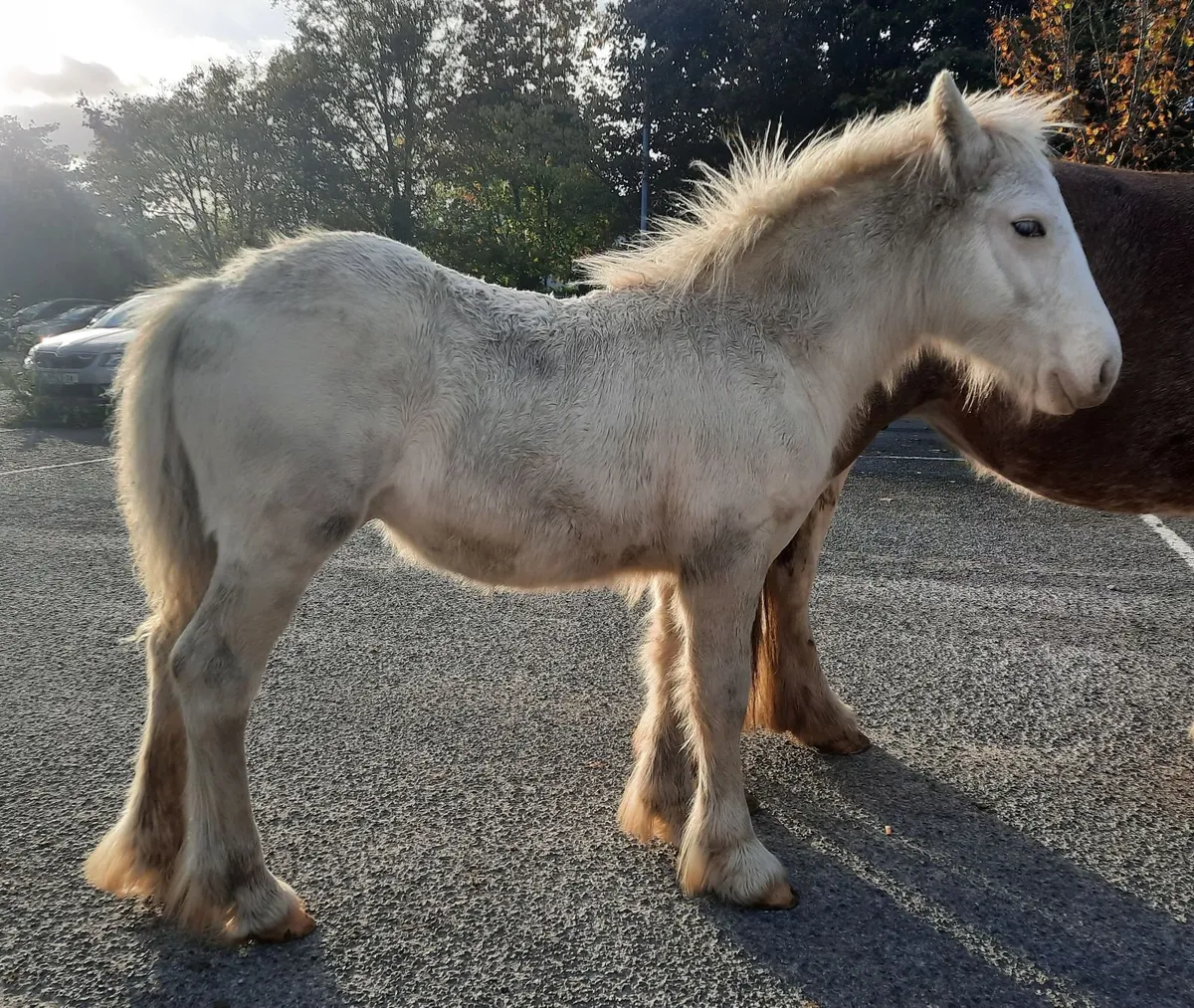 Heavy Colt Foal - Image 3
