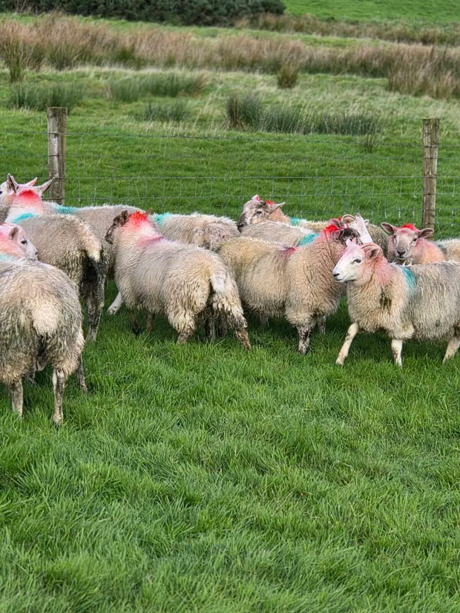 Cross bred lambs - Image 4