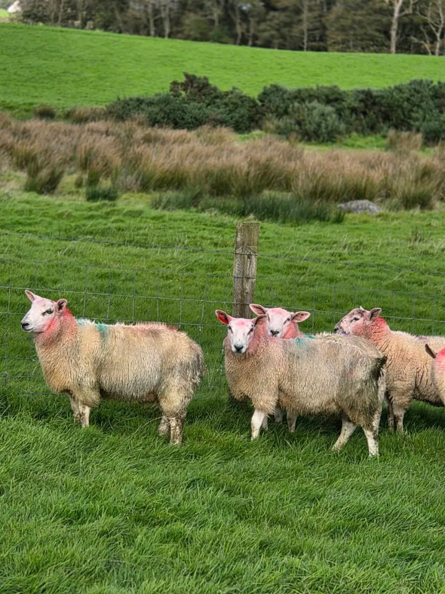 Cross bred lambs - Image 1