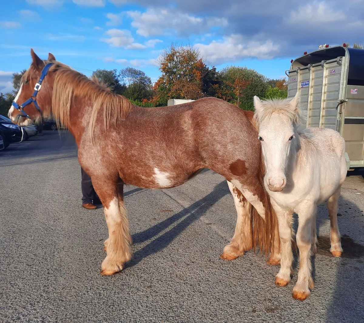 Heavy Colt Foal - Image 1