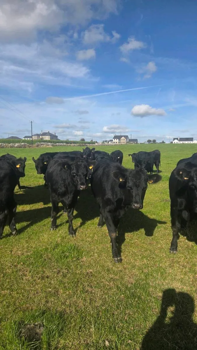Angus heifers - Image 3
