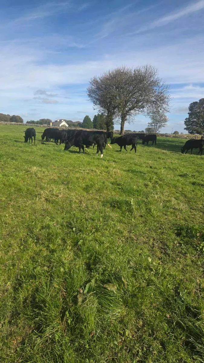 Angus heifers - Image 4