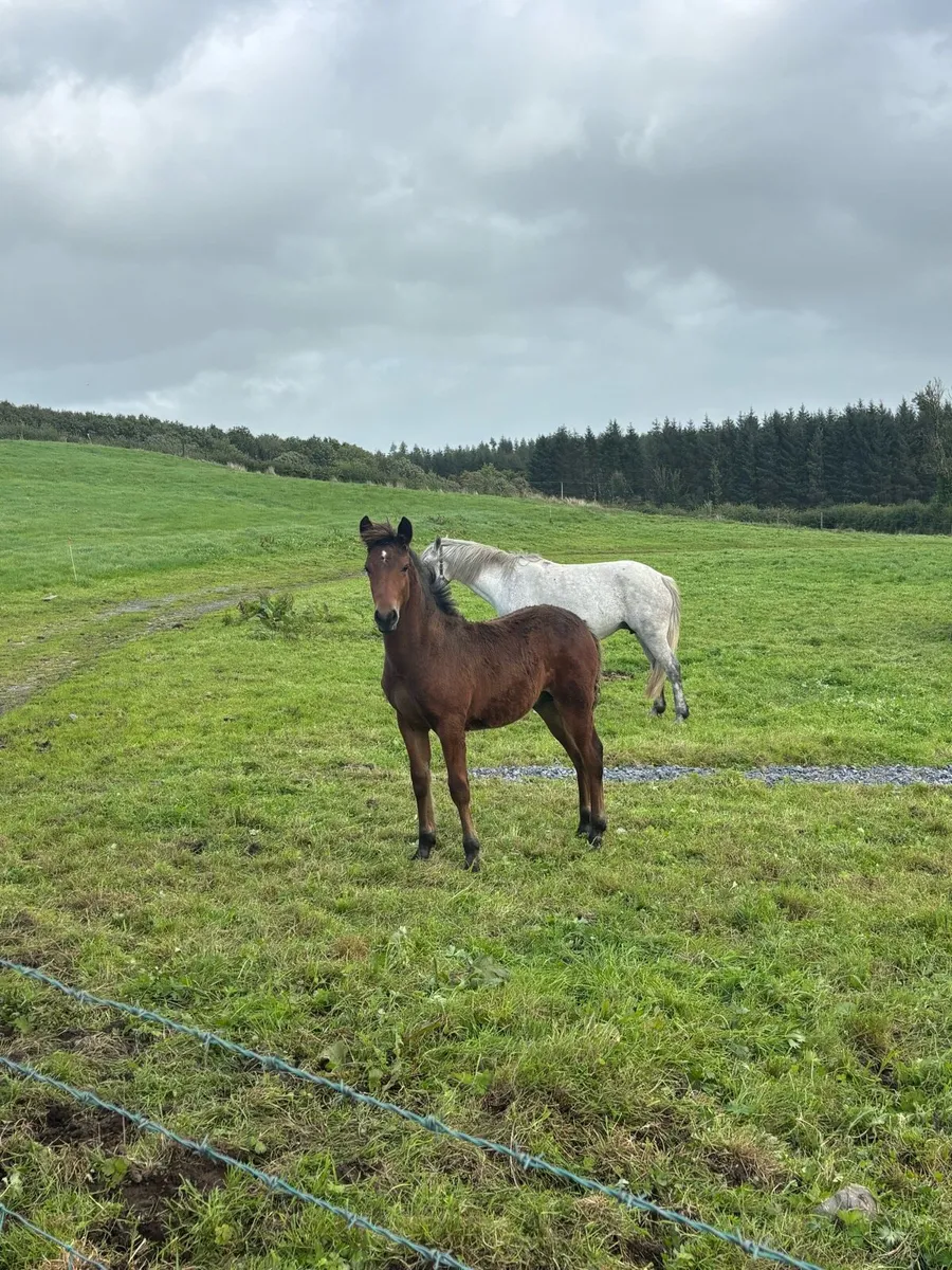 Connemara Colt Foal - Image 1