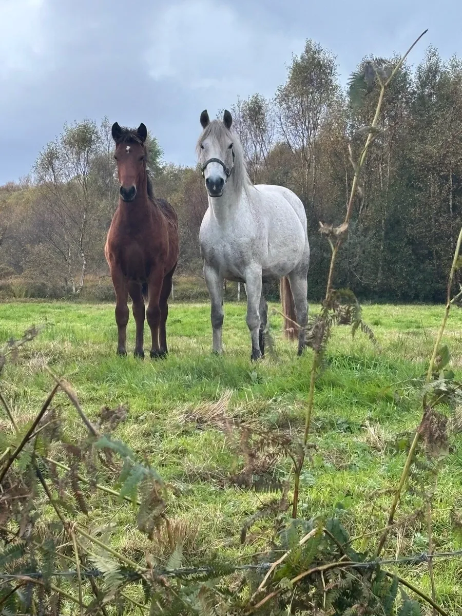 Connemara Colt Foal - Image 3