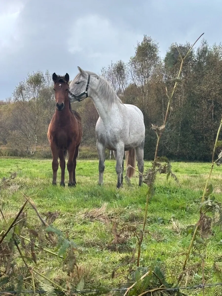 Connemara Colt Foal - Image 2