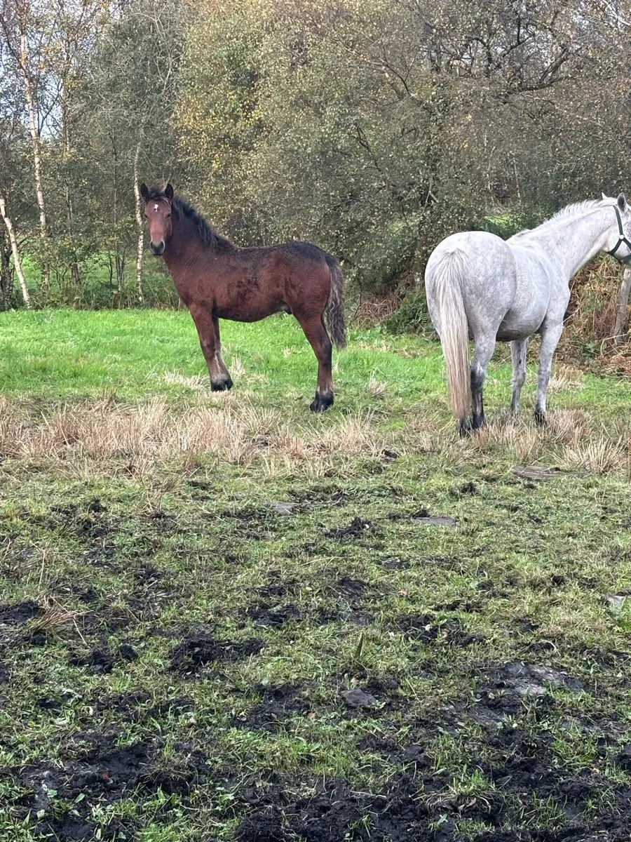 Connemara Colt Foal - Image 4