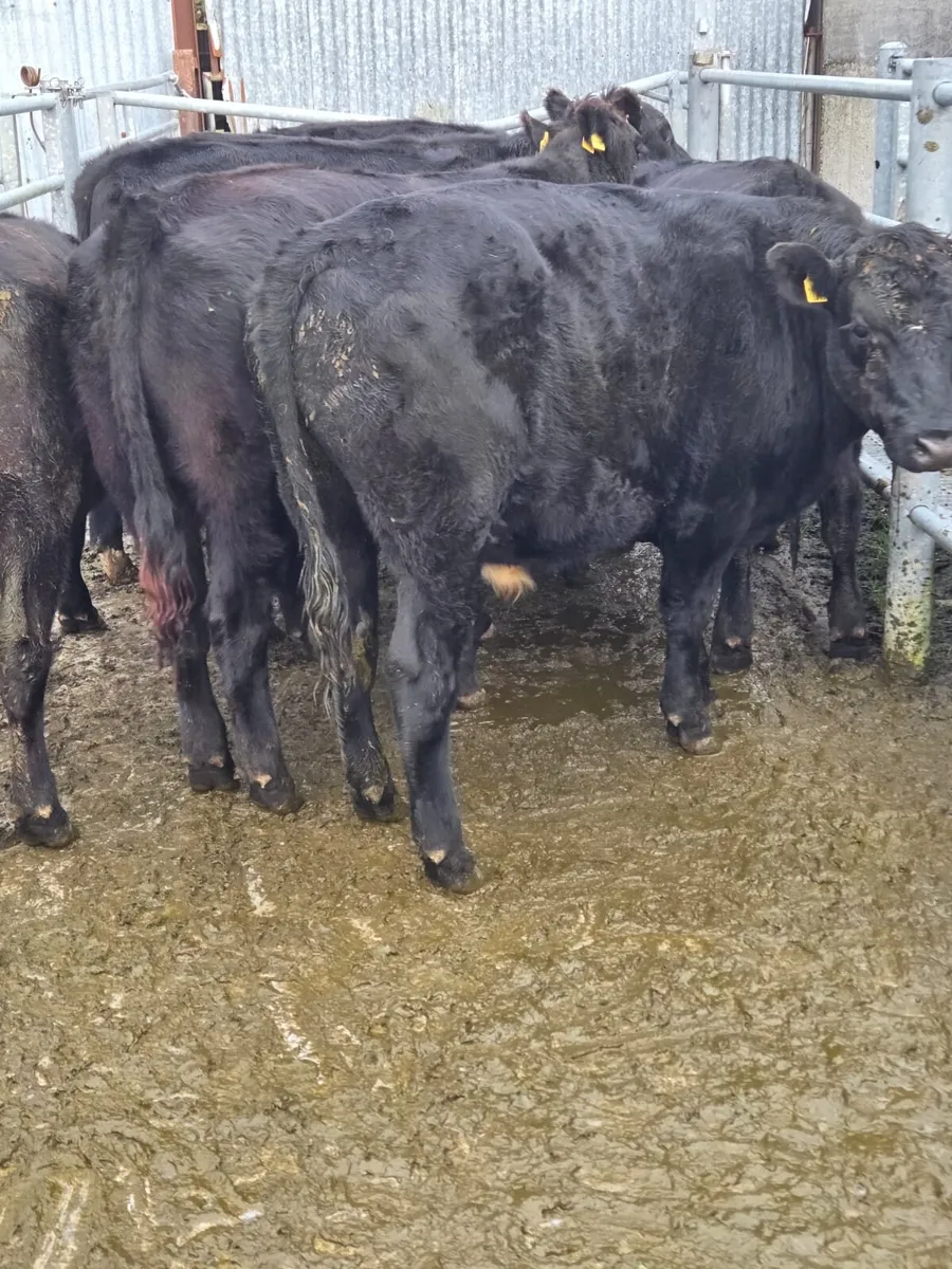 Angus bullocks - Image 3