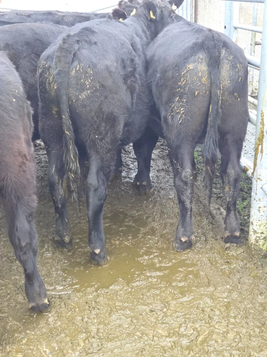 Angus bullocks - Image 2