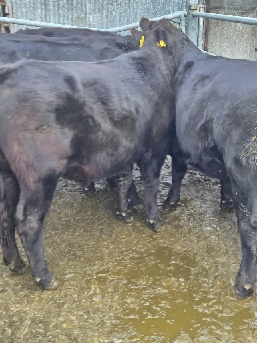 Angus bullocks - Image 4
