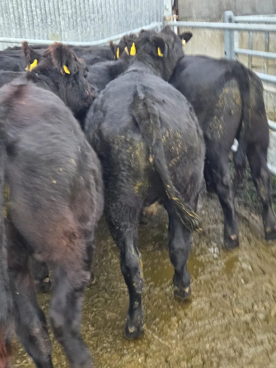 Angus bullocks - Image 1