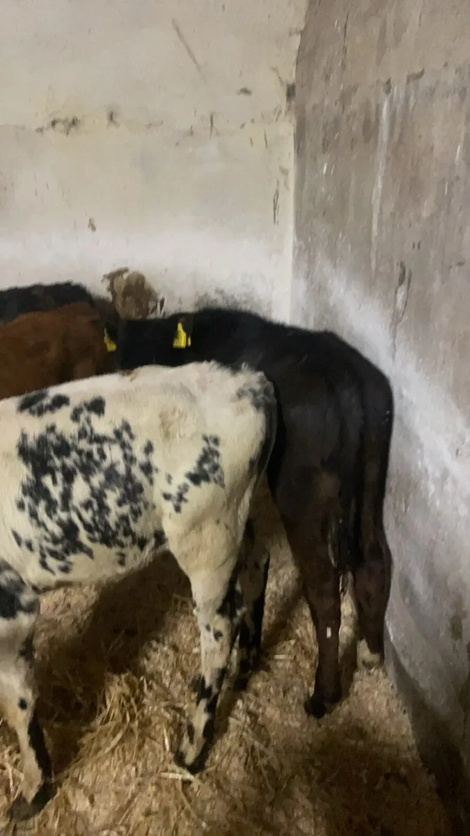 4 reared heifers - Image 3