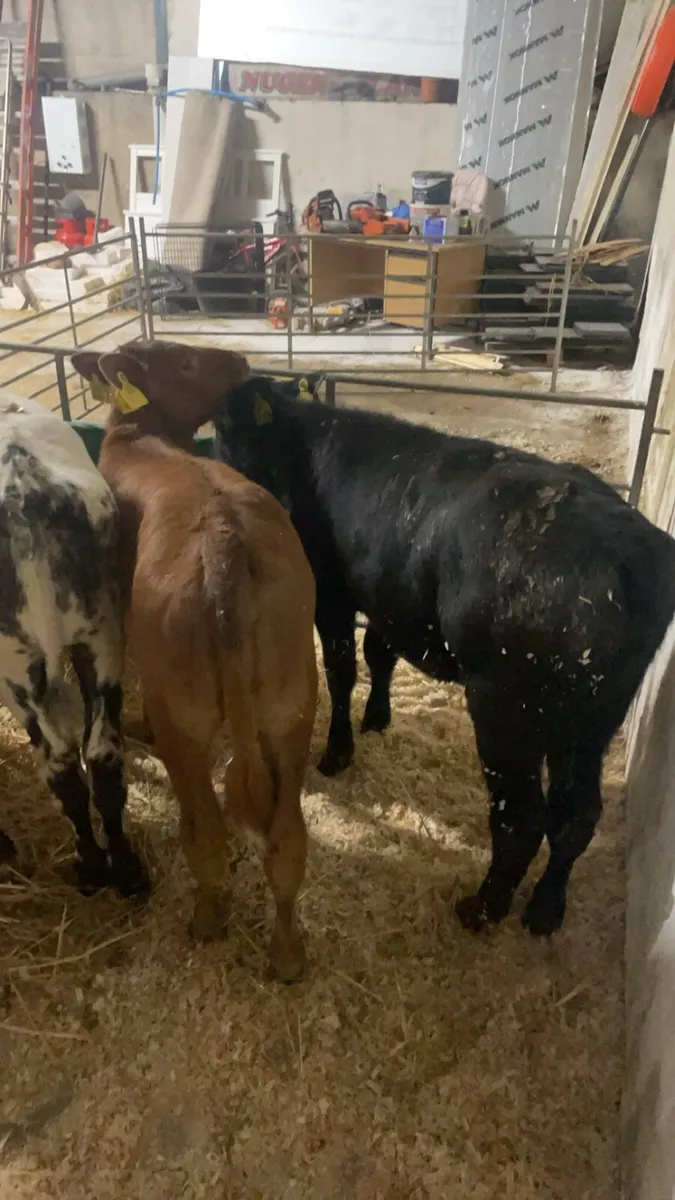 4 reared heifers - Image 4
