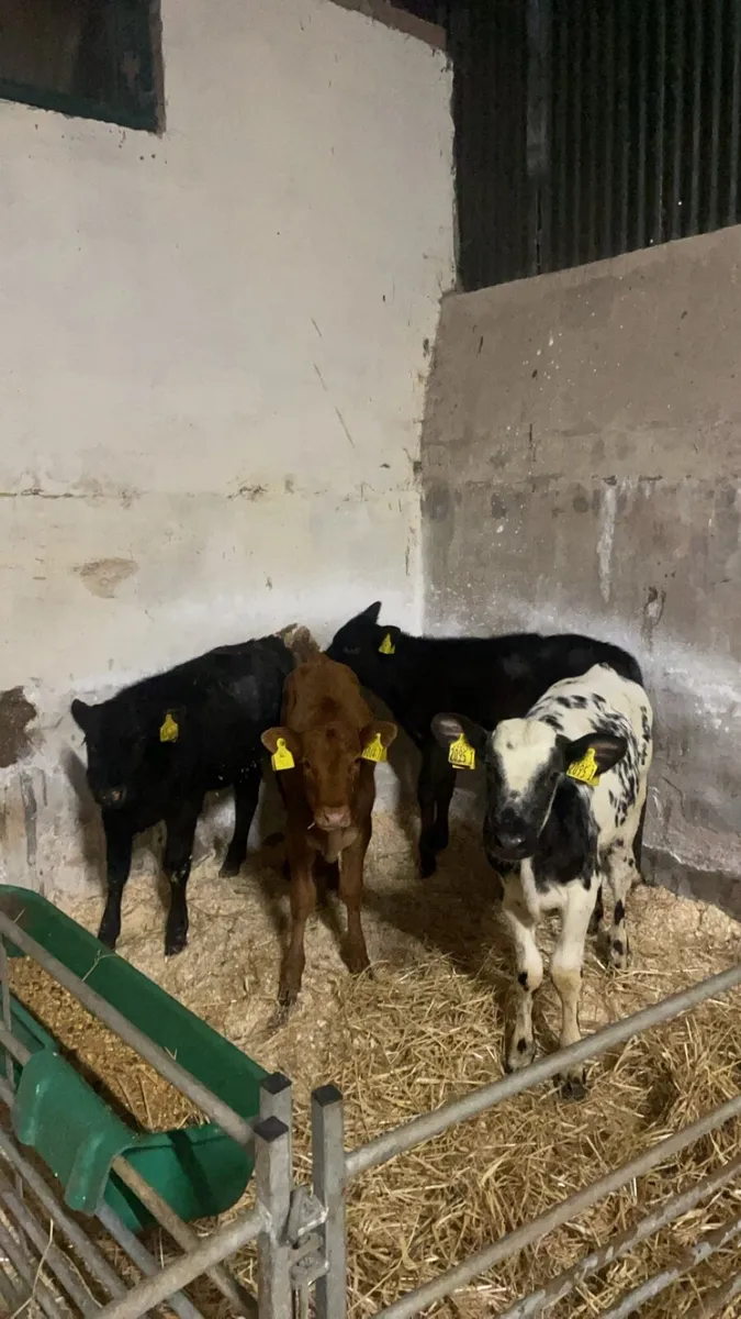 4 reared heifers - Image 1