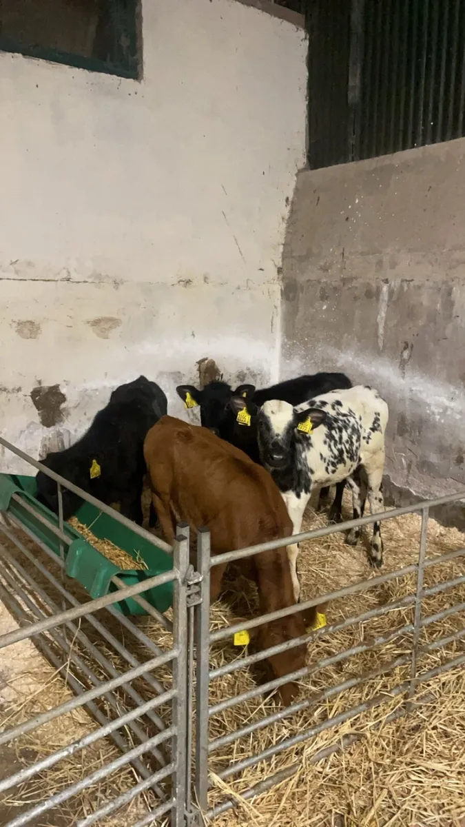 4 reared heifers - Image 2
