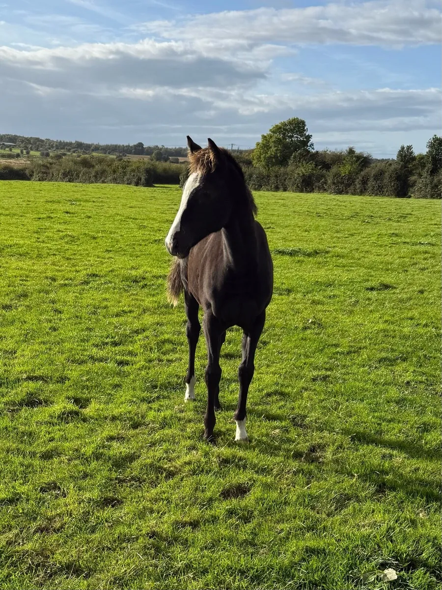 TB foal:Kool Kompany x Presenting x Beneficial - Image 1