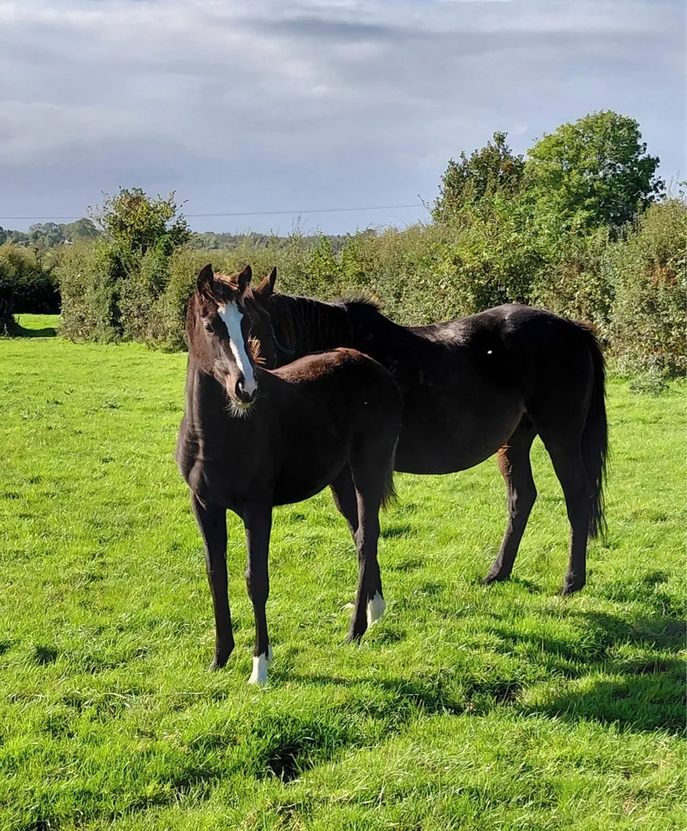 TB foal:Kool Kompany x Presenting x Beneficial - Image 2