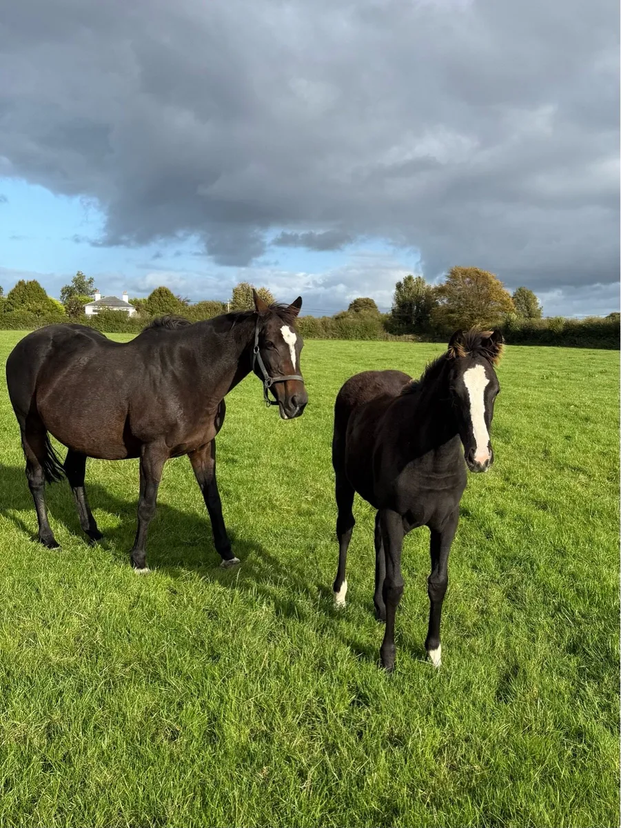 TB foal:Kool Kompany x Presenting x Beneficial - Image 3