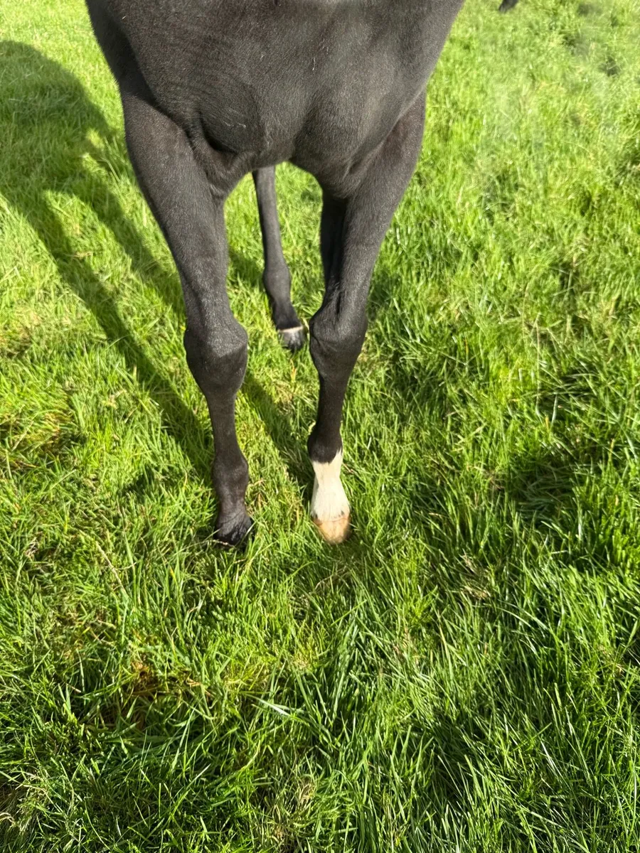 TB foal:Kool Kompany x Presenting x Beneficial - Image 4