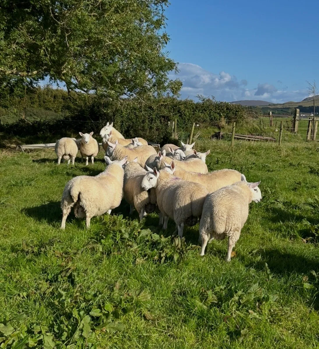 North country Cheviot ram lambs - Image 4