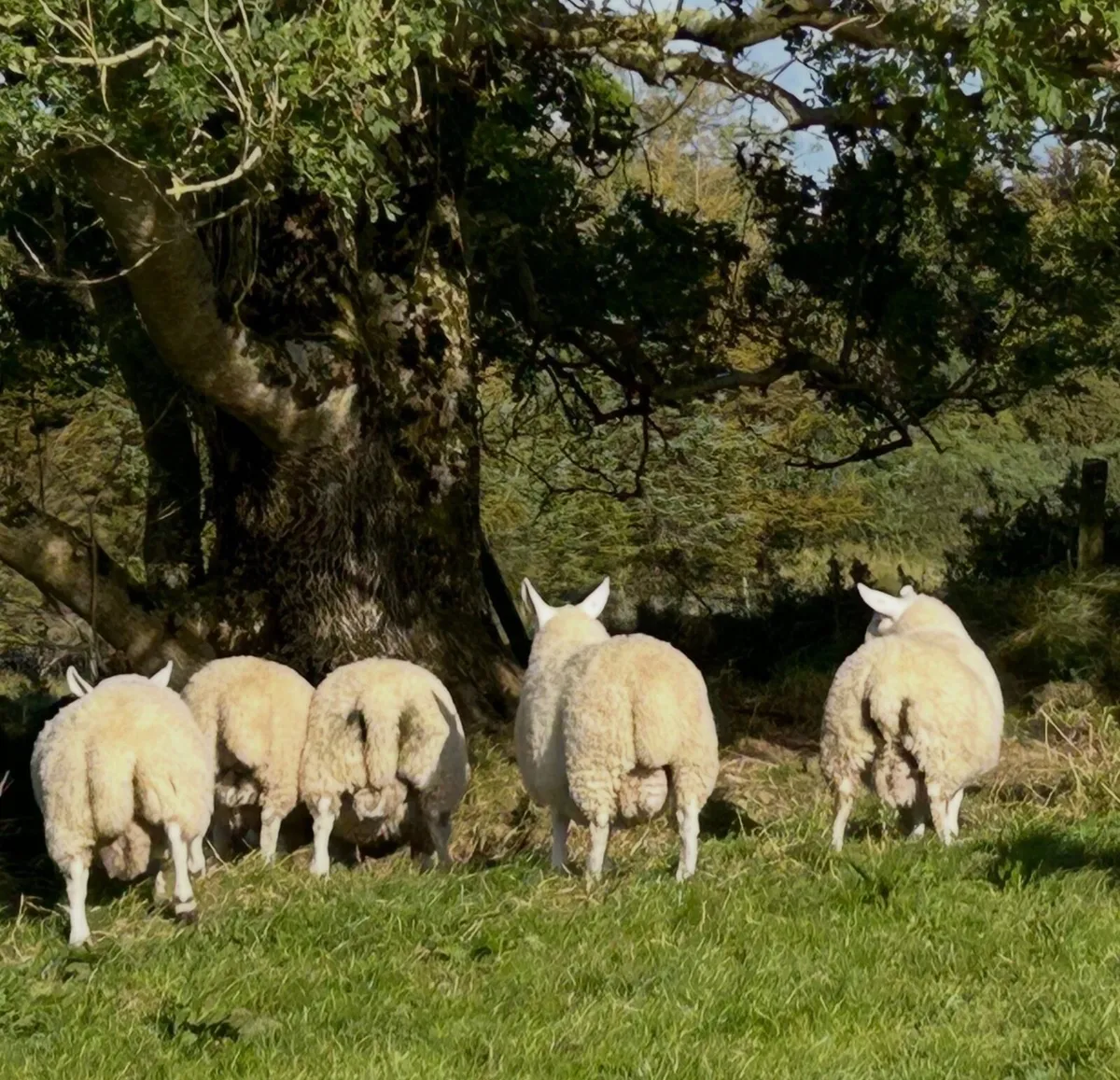 North country Cheviot ram lambs - Image 2