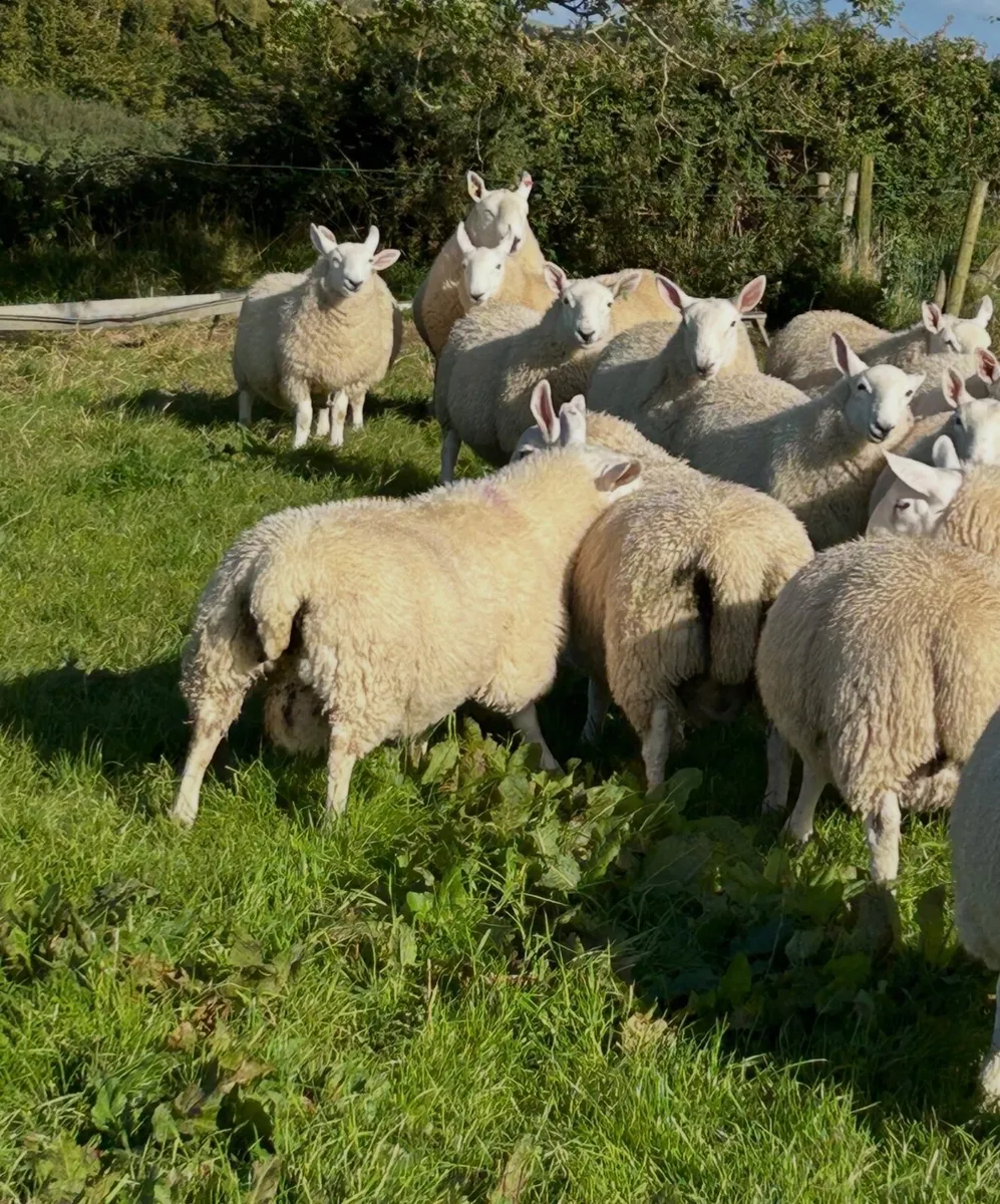North country Cheviot ram lambs - Image 1