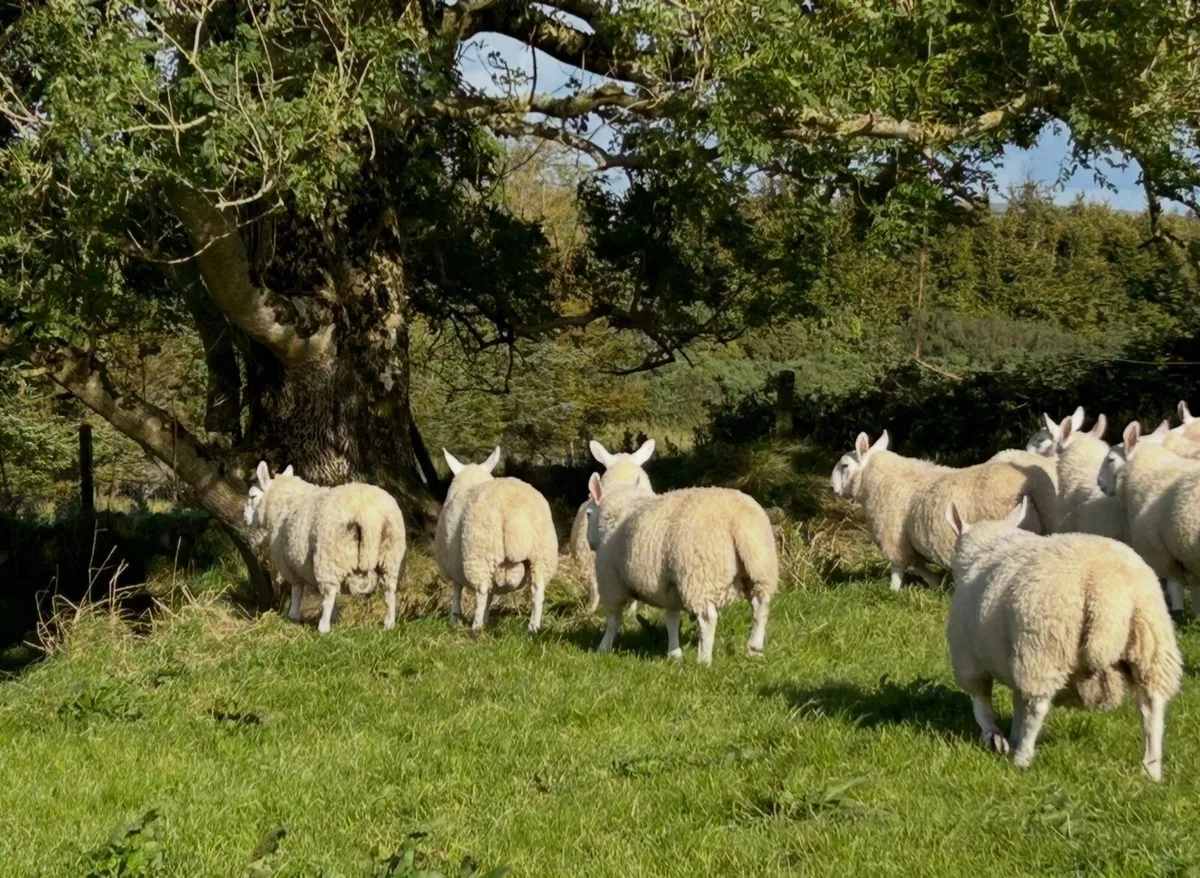 North country Cheviot ram lambs - Image 3