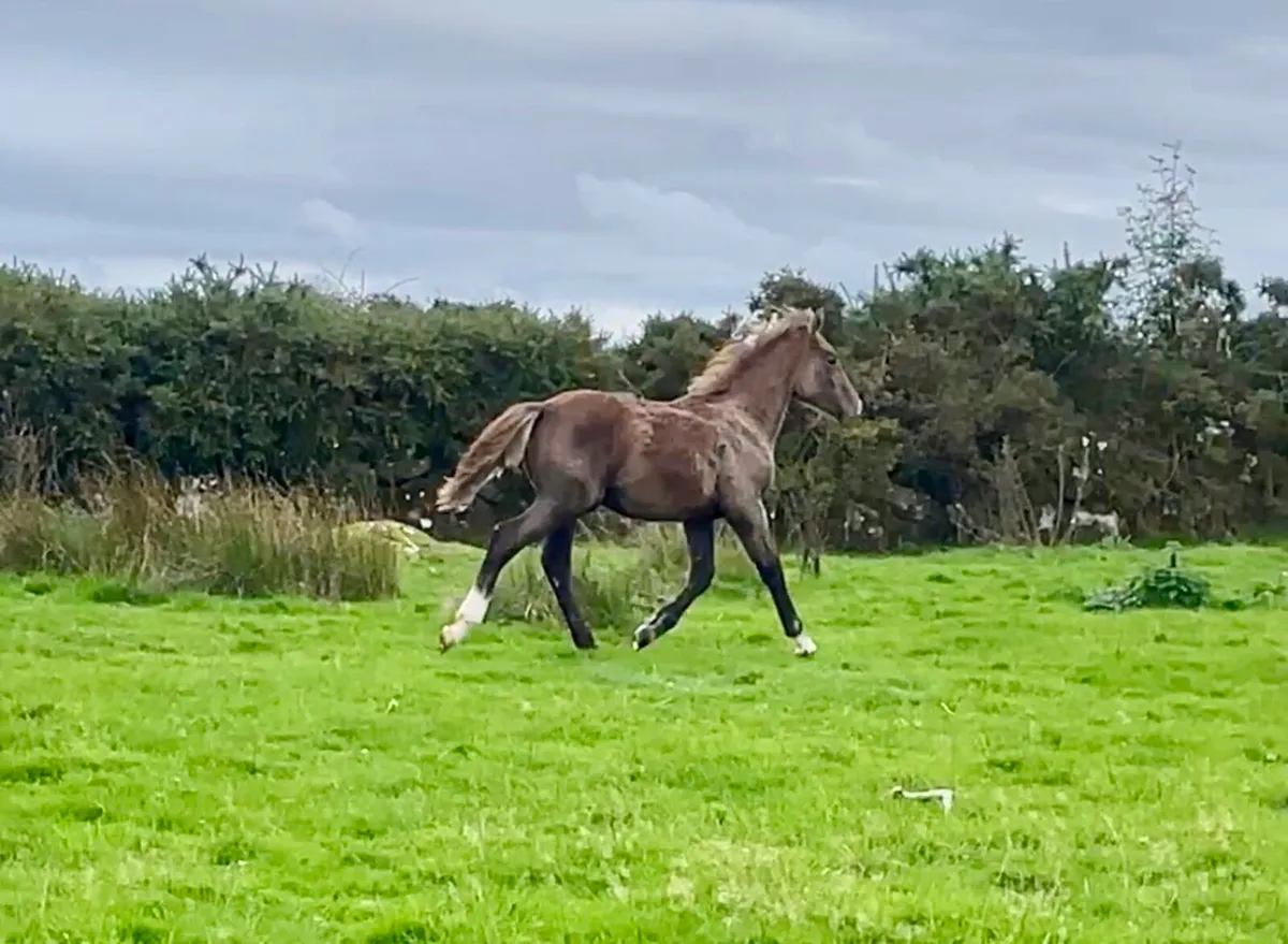 Irish Draught Filly Foal - Image 1