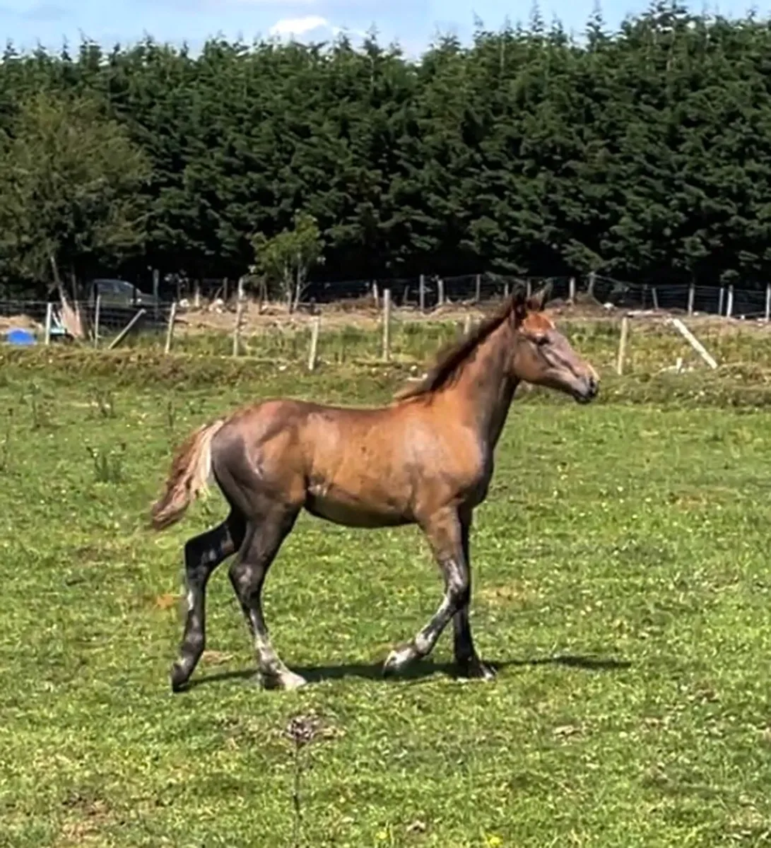 Irish Draught Filly Foal - Image 2