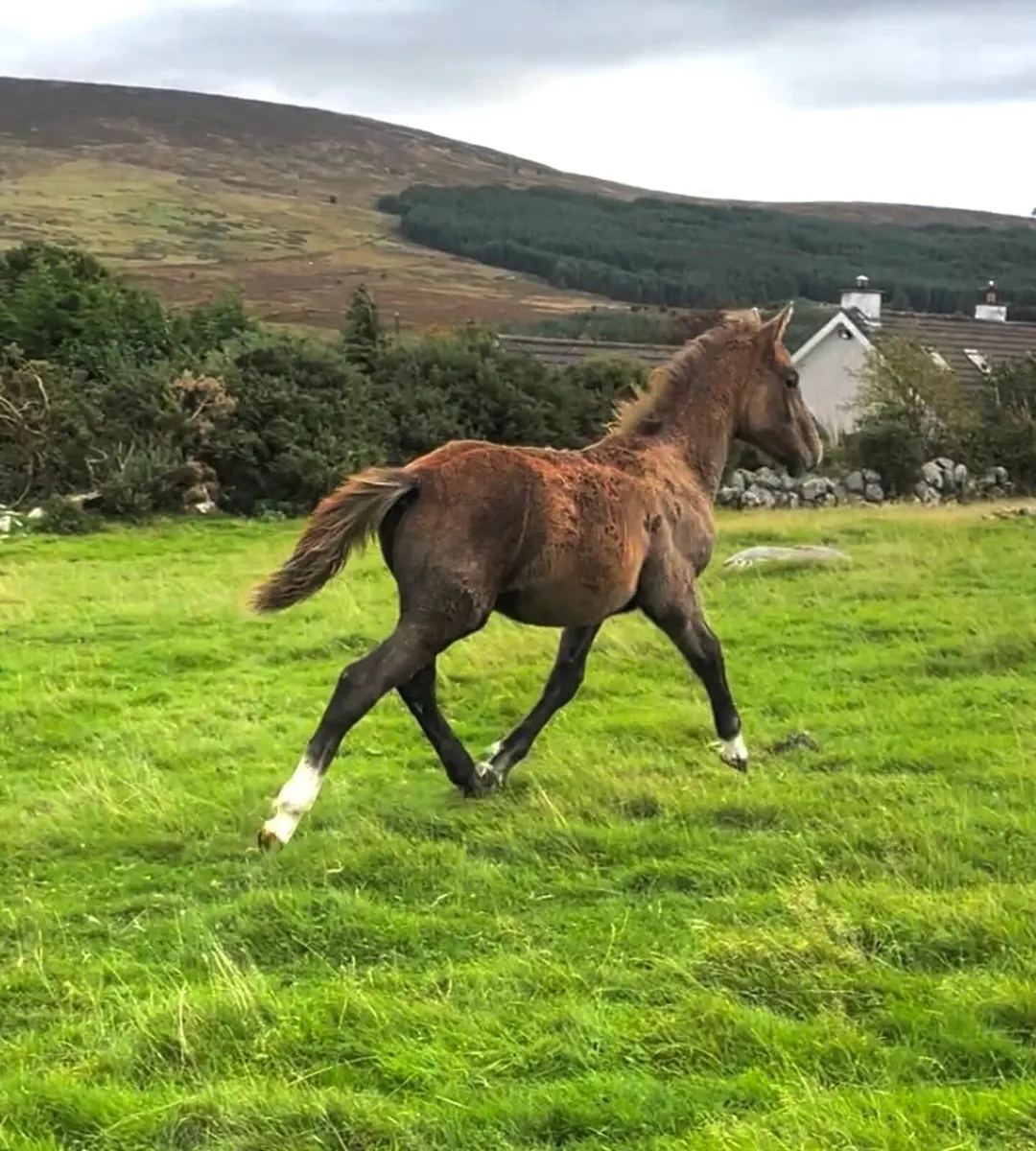 Irish Draught Filly Foal - Image 3