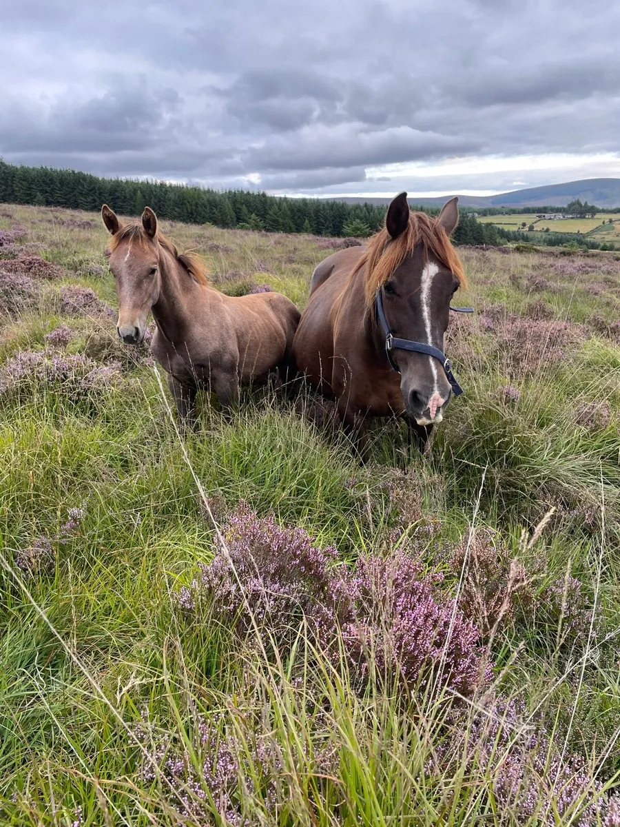 Irish Draught Filly Foal - Image 4