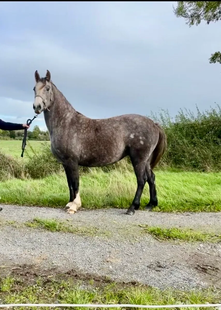 Irish draught 3yo filly - Image 1
