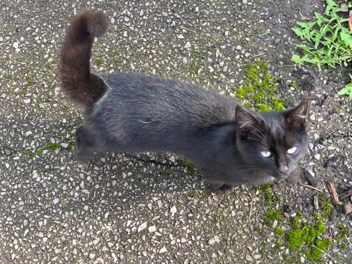 Kittens - Image 2