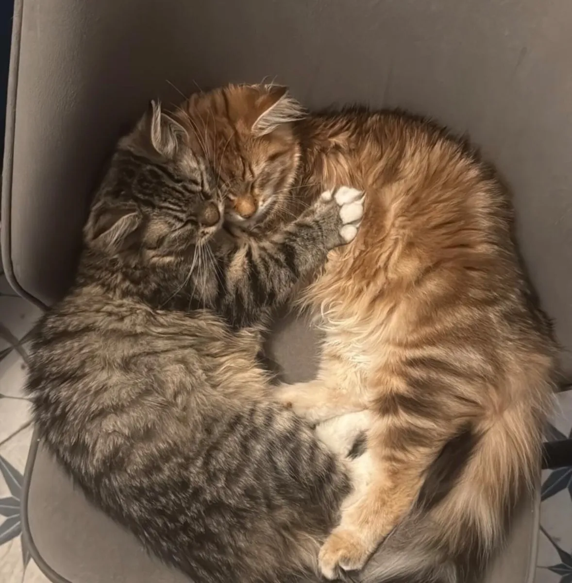 Siberian Cat Family - Image 2