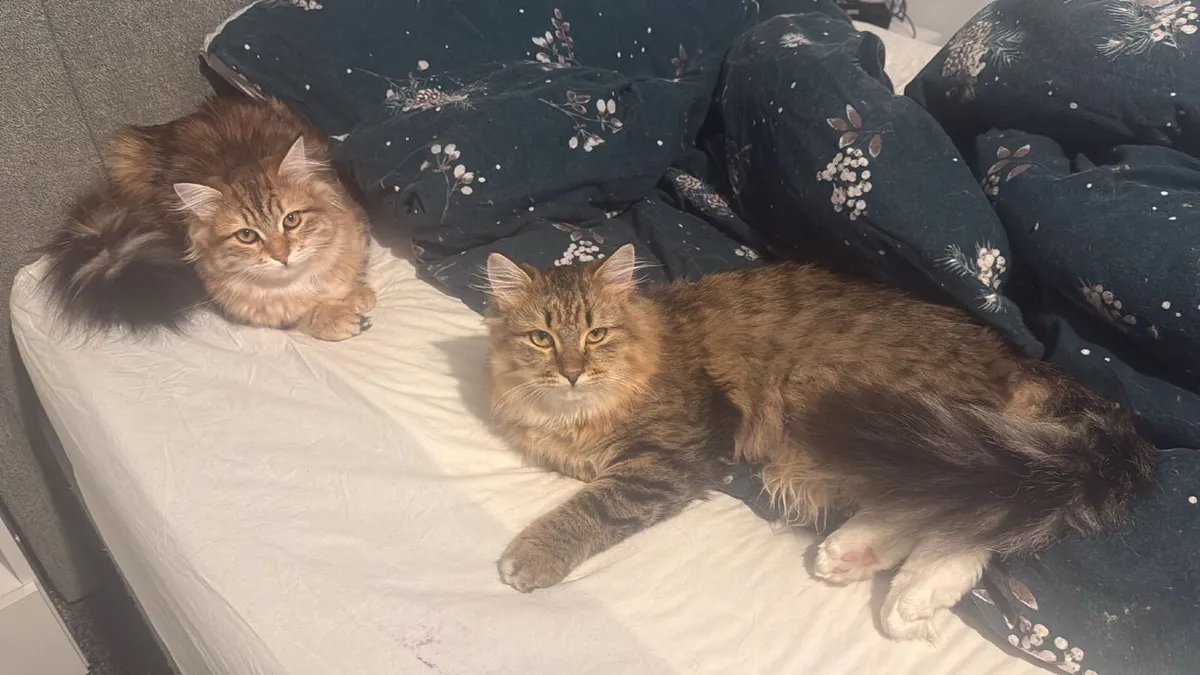Siberian Cat Family - Image 4