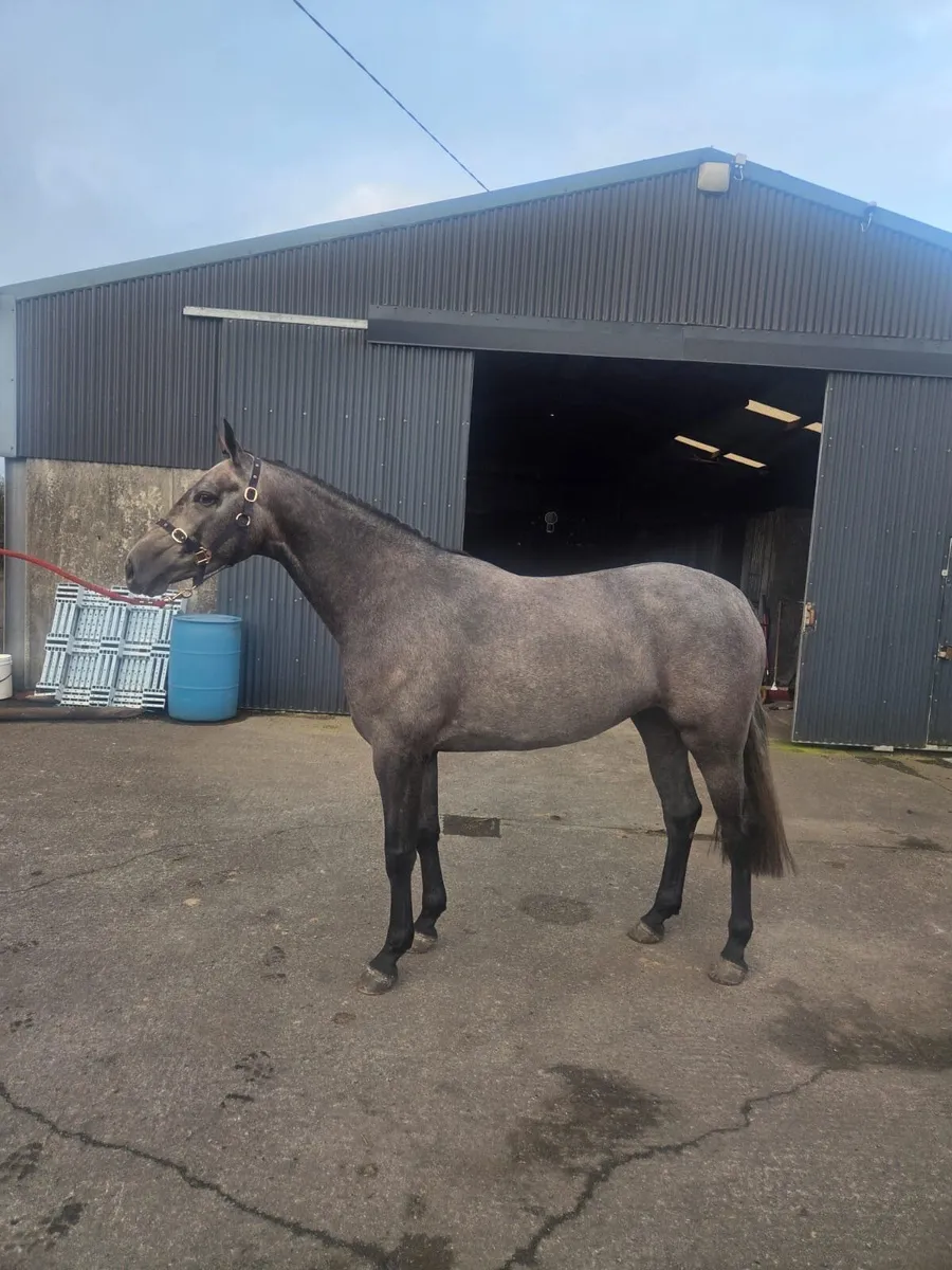 3 year old filly - Image 1