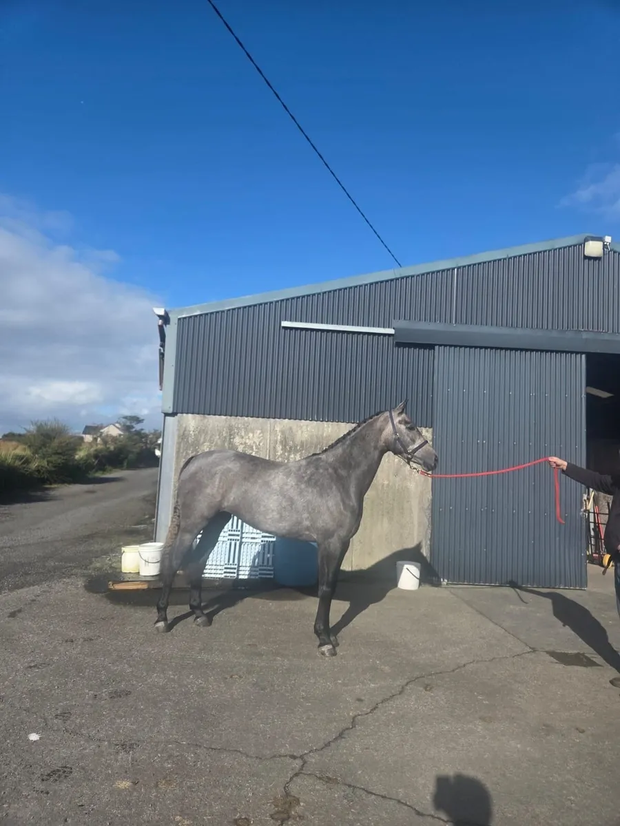 3 year old filly - Image 2