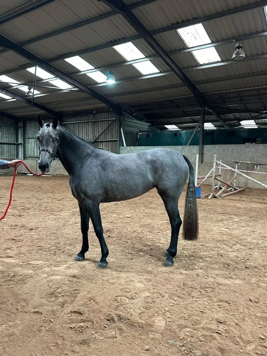 3 year old filly - Image 3