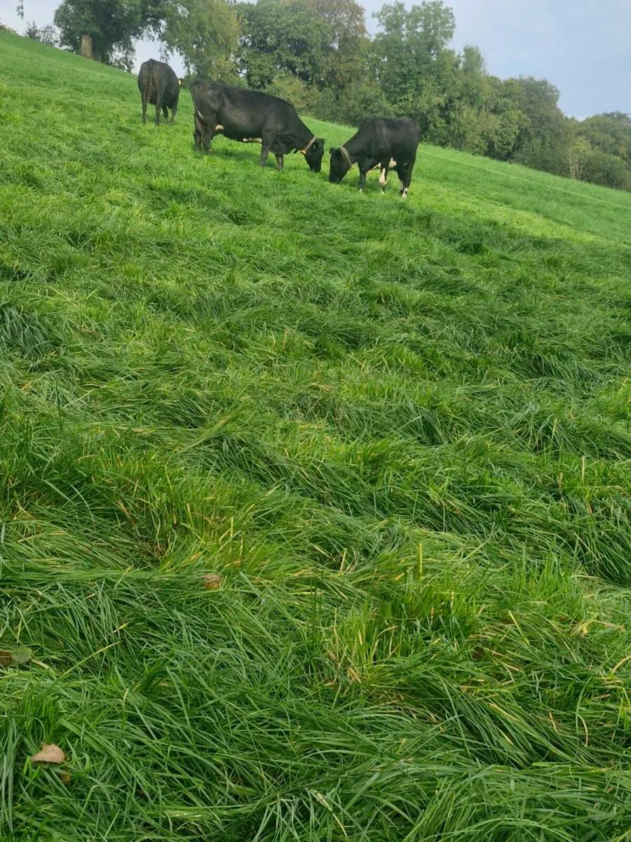 Cows in milk - Image 1