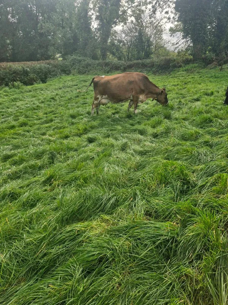 Cows in milk - Image 2