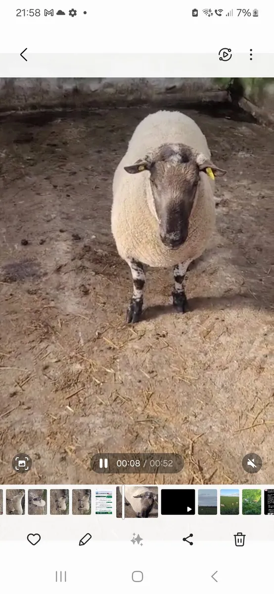 2 Milford Cross Hogget Rams - Image 1