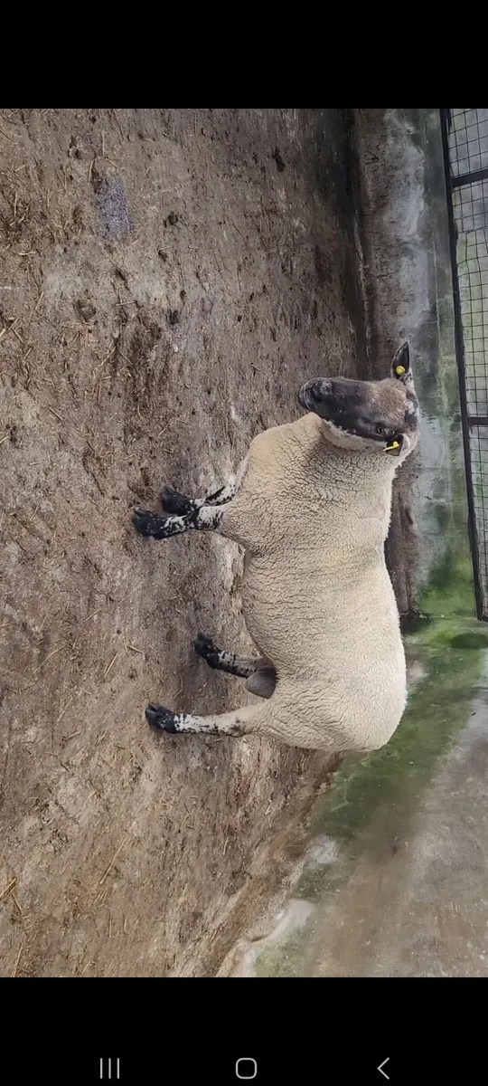 2 Milford Cross Hogget Rams - Image 3
