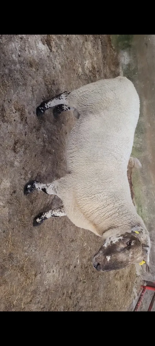 2 Milford Cross Hogget Rams - Image 4