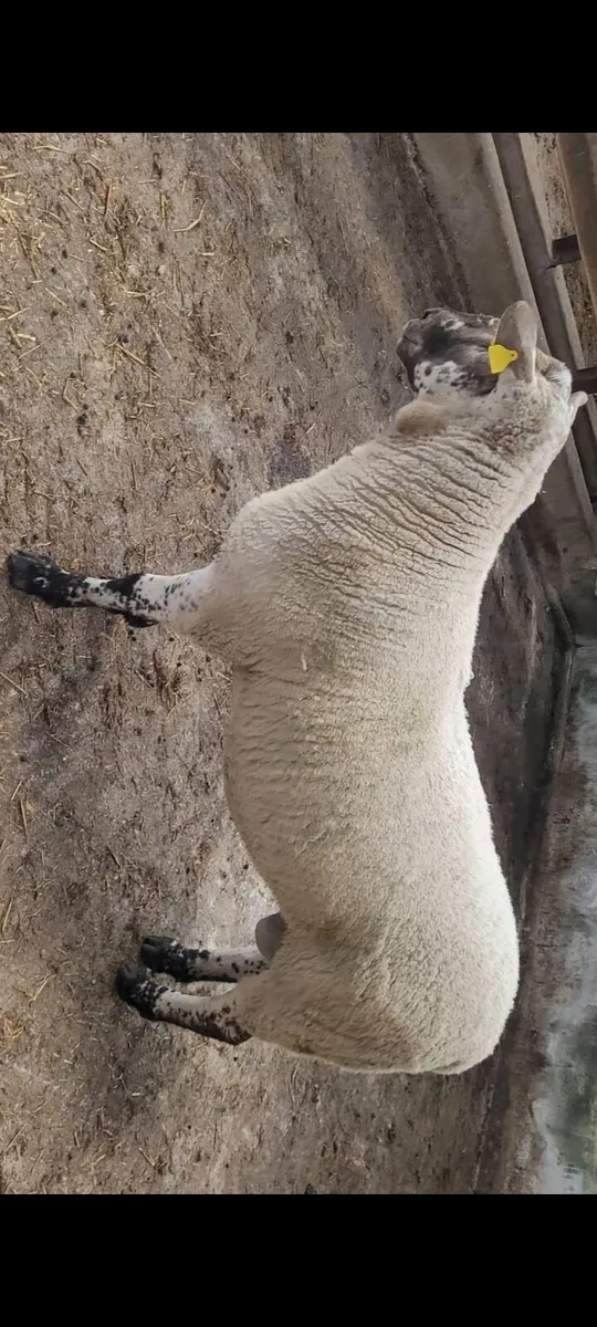 2 Milford Cross Hogget Rams - Image 2