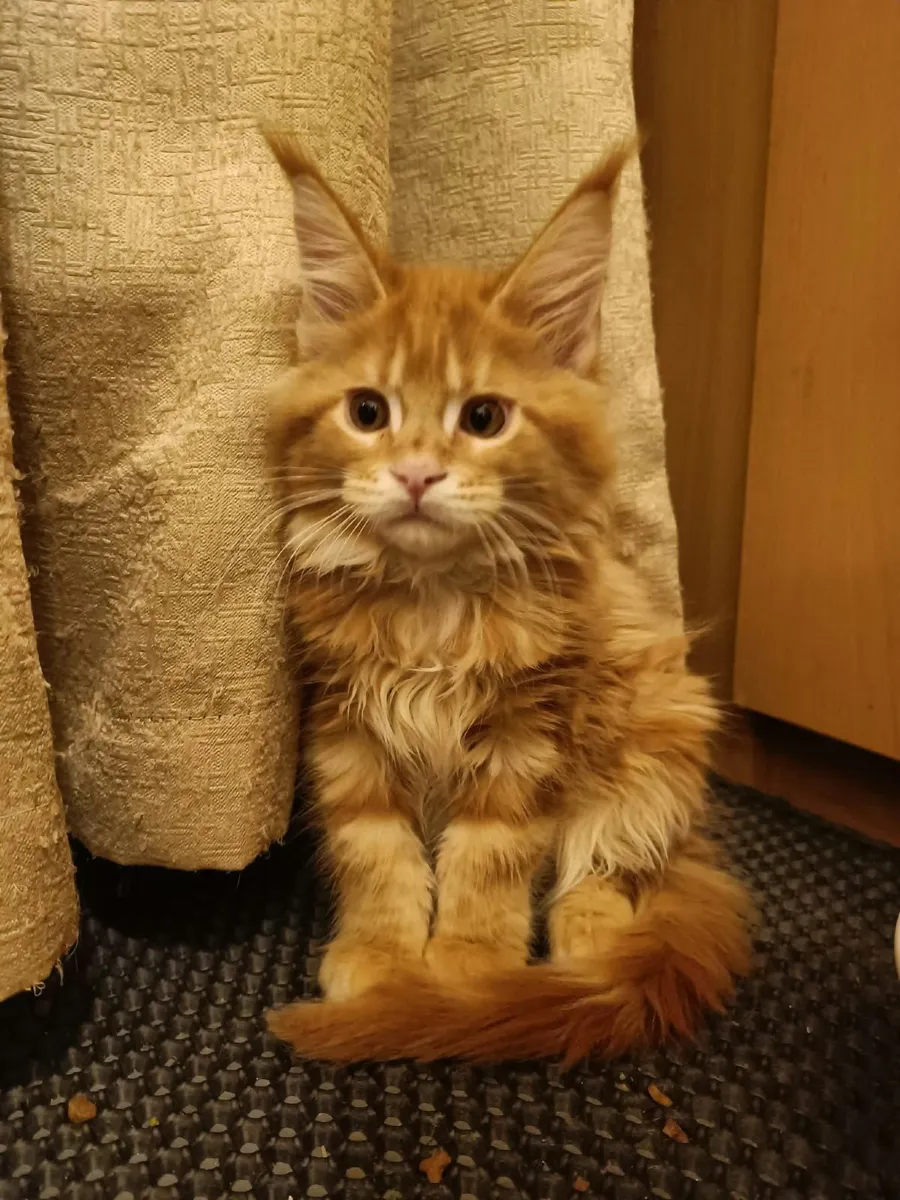 Maine Coon kittens XL for sale - Image 2