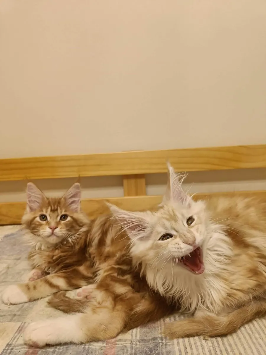 Maine Coon kittens XL for sale - Image 1