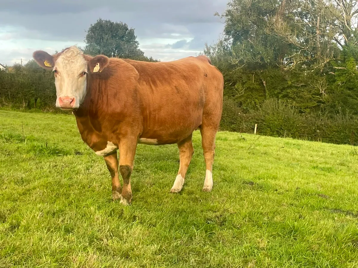 Heifers - Image 1